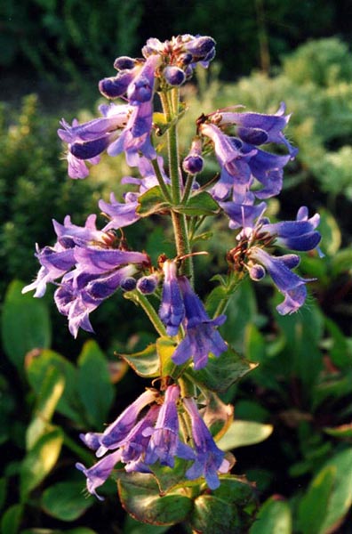 Penstemon ovatus (Broad-leafed Penstemon) (alternate view 7)
