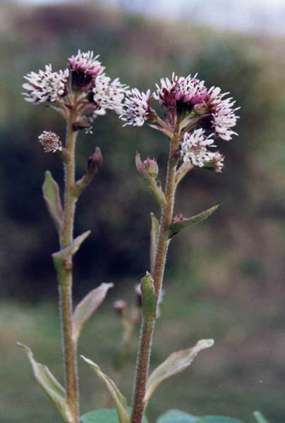 Petasites pyrenaicus (Winter Heliotrope)