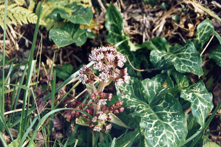 Petasites pyrenaicus (Winter Heliotrope)