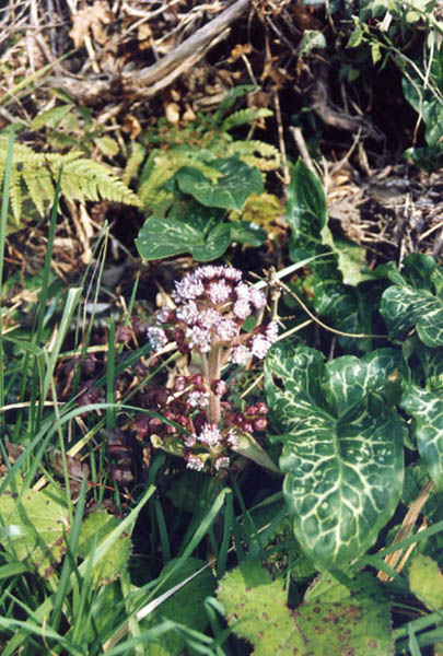 Petasites pyrenaicus (Winter Heliotrope)