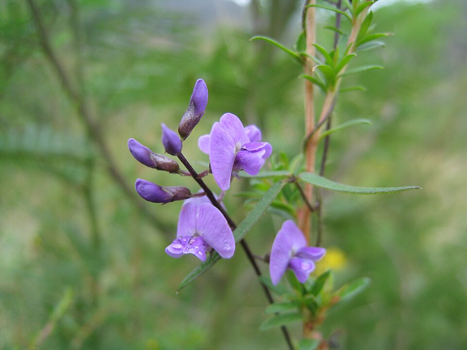Glycine clandestina (Twining Glycine)