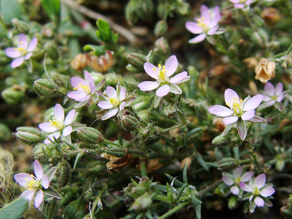 Spergularia (Sand-Spurries) (alternate view 6)