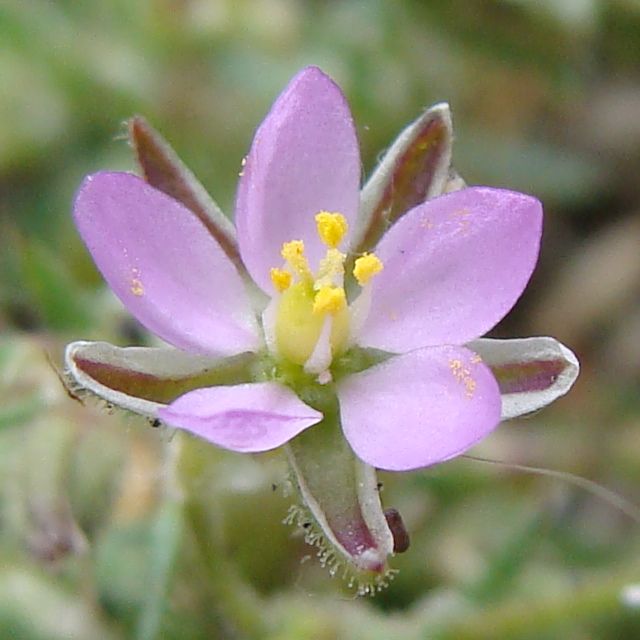Spergularia (Sand-Spurries) (alternate view 7)