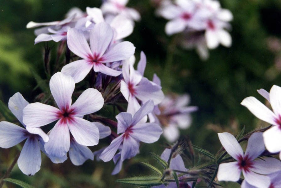 Phlox divaricata subsp. laphamii 'Chattahoochee'