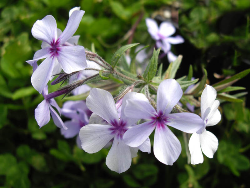 Phlox divaricata subsp. laphamii 'Chattahoochee' (alternate view 2)