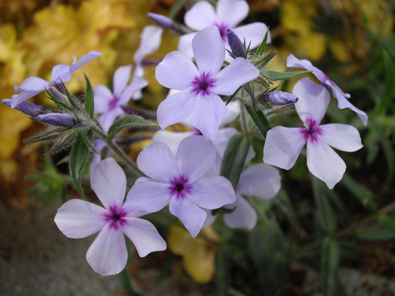 Phlox divaricata subsp. laphamii 'Chattahoochee' (alternate view 3)