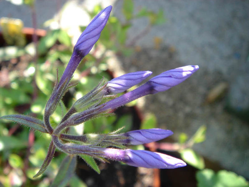 Phlox stolonifera, Creeping phlox — spreading semi-evergreen (Polemoniaceae) (image 5 of 10)