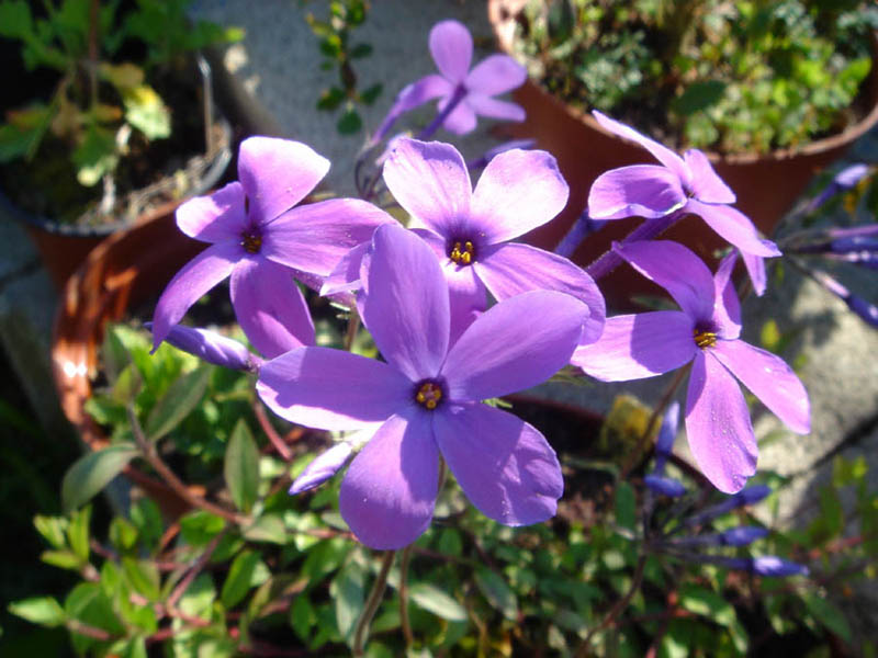 Phlox stolonifera, Creeping phlox — spreading semi-evergreen (Polemoniaceae) (image 6 of 10)