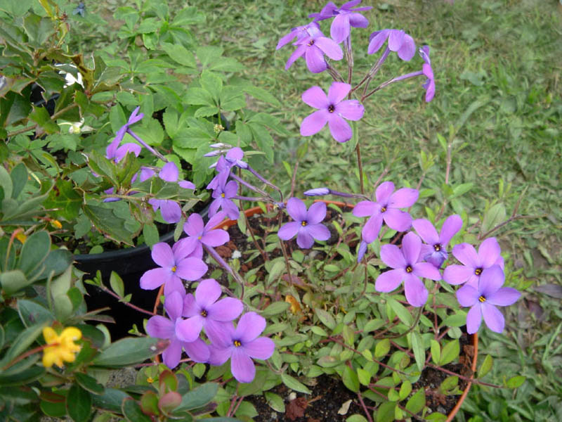 Phlox stolonifera, Creeping phlox — spreading semi-evergreen (Polemoniaceae) (image 7 of 10)