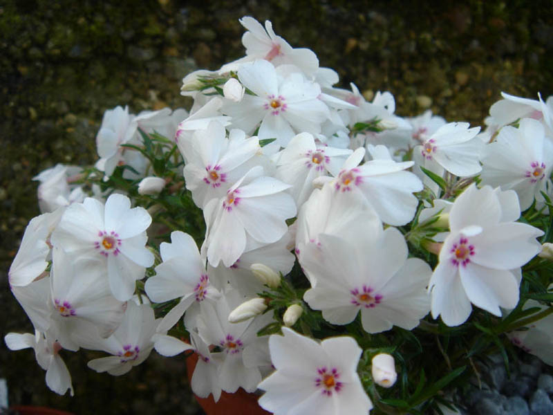 Phlox subulata 'Amazing Grace' (Amazing Grace Creeping Phlox)