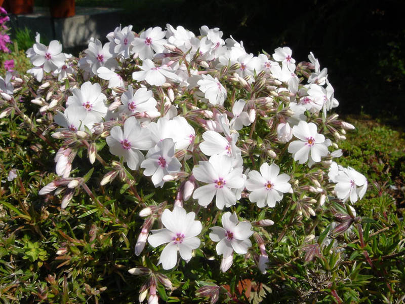 Phlox subulata 'Amazing Grace' (Amazing Grace Creeping Phlox) (alternate view 2)