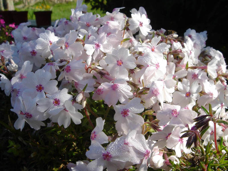 Phlox subulata 'Amazing Grace' (Amazing Grace Creeping Phlox) (alternate view 3)