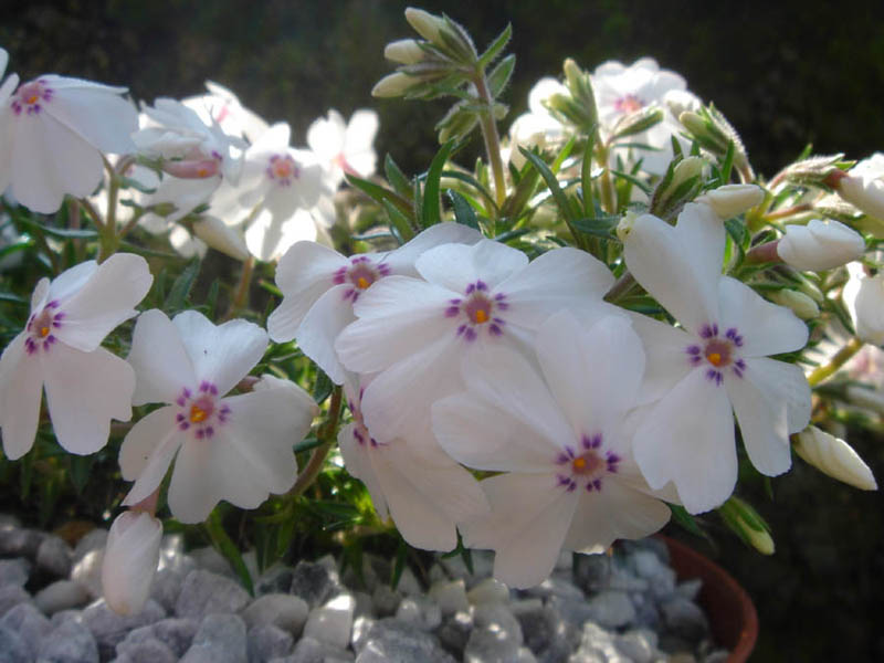 Phlox subulata 'Amazing Grace' (Amazing Grace Creeping Phlox) (alternate view 4)
