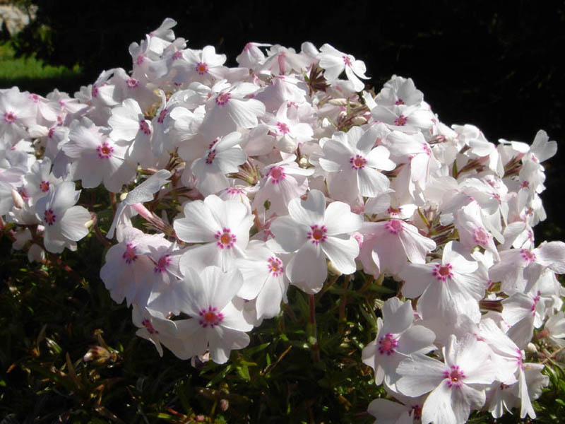 Phlox subulata 'Amazing Grace' (Amazing Grace Creeping Phlox) (alternate view 5)