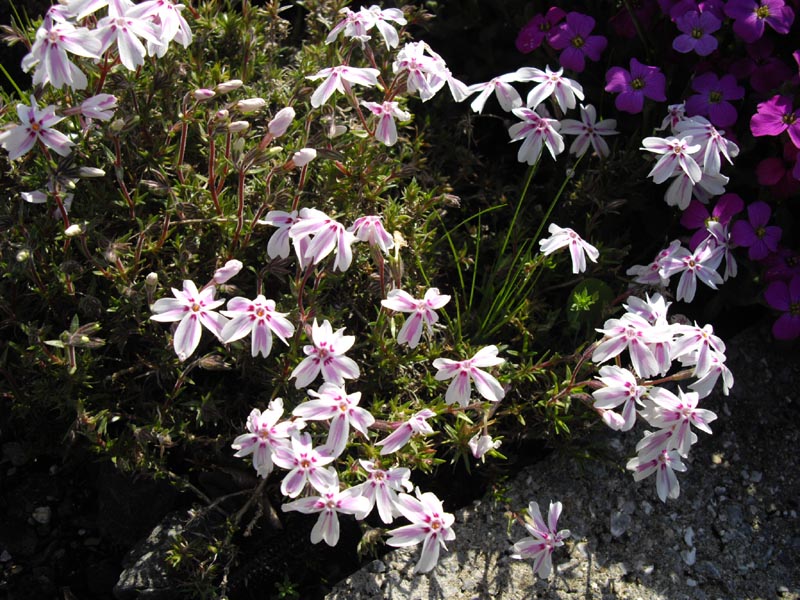 Phlox subulata 'Candy Stripe' (Candy Stripe Creeping Phlox)