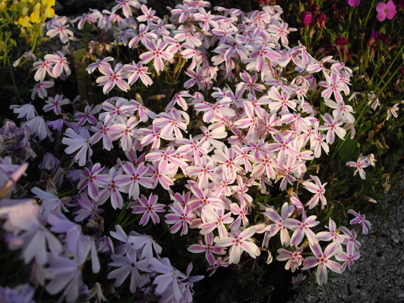 Phlox subulata 'Candy Stripe' (Candy Stripe Creeping Phlox) (alternate view 2)