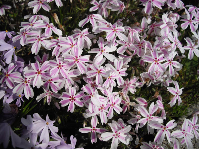 Phlox subulata 'Candy Stripe' (Candy Stripe Creeping Phlox) (alternate view 3)