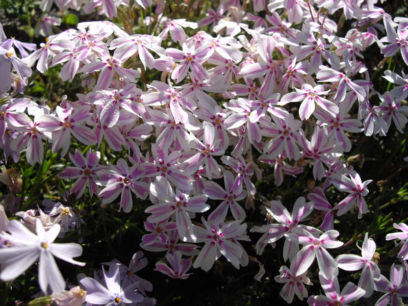 Phlox subulata 'Candy Stripe' (Candy Stripe Creeping Phlox) (alternate view 4)