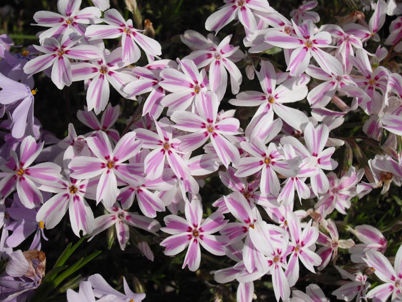 Phlox subulata 'Candy Stripe' (Candy Stripe Creeping Phlox) (alternate view 5)
