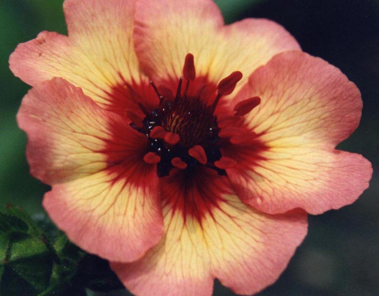 Potentilla nepalensis 'Miss Willmott' (alternate view 2)