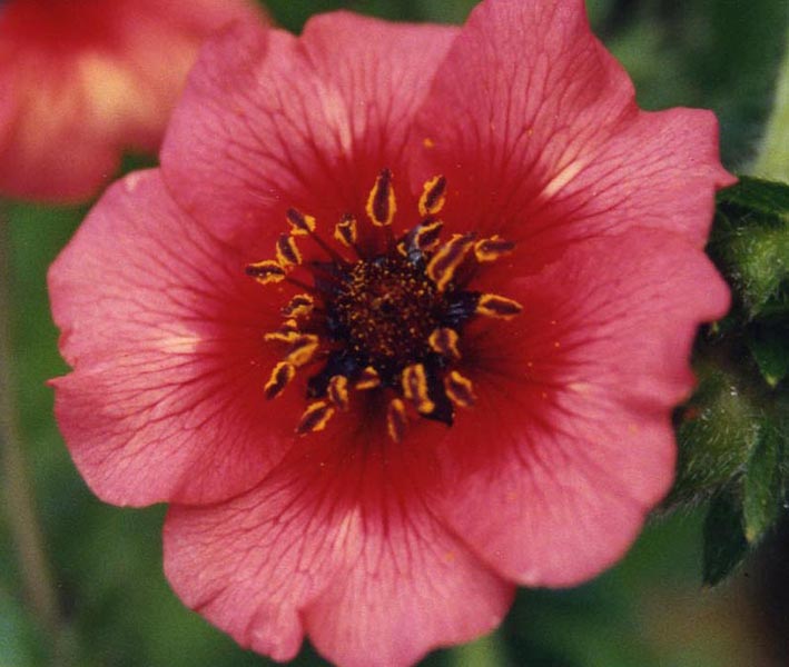 Potentilla nepalensis 'Miss Willmott' (alternate view 3)