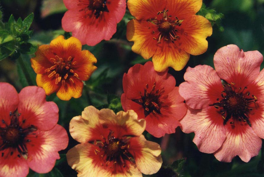 Potentilla nepalensis 'Miss Willmott' (alternate view 4)
