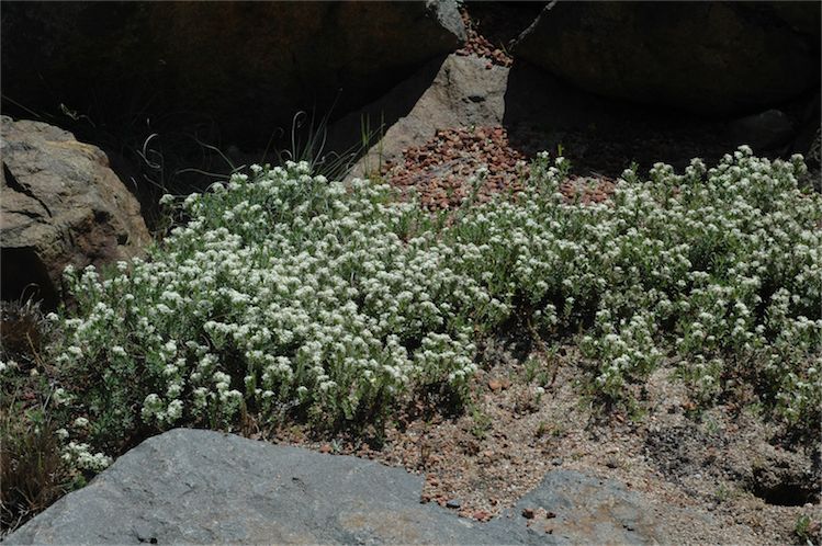 Pimelea humilis (Common Rice-flower) (alternate view 3)