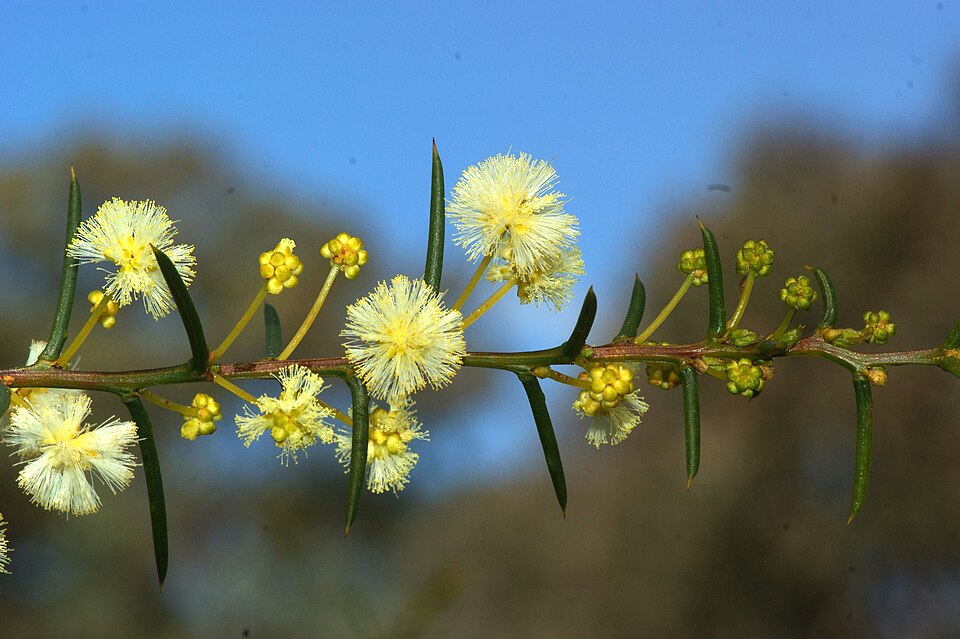Acacia genistifolia (Spreading Wattle) (alternate view 2)