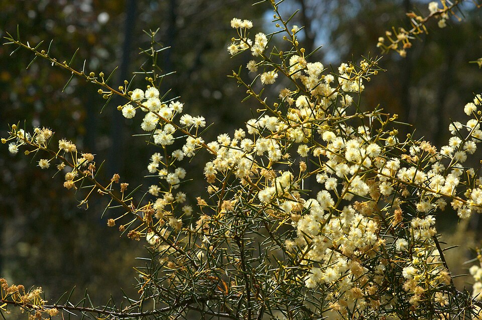 Acacia genistifolia (Spreading Wattle) (alternate view 3)
