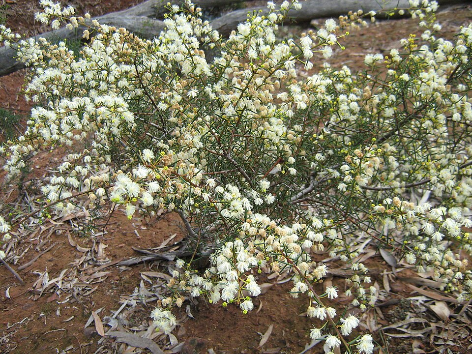 Acacia genistifolia (Spreading Wattle) (alternate view 4)