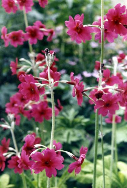 Primula pulverulenta (alternate view 2)