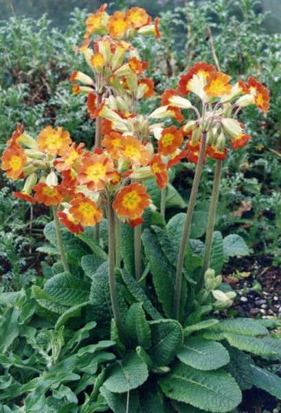Primula (polyanthus) (alternate view 8)