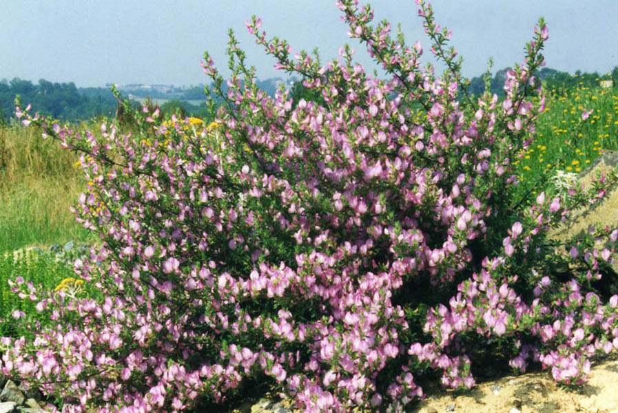 Ononis spinosa (Spiny restharrow)