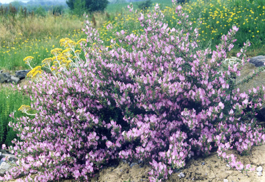 Ononis spinosa (Spiny restharrow)