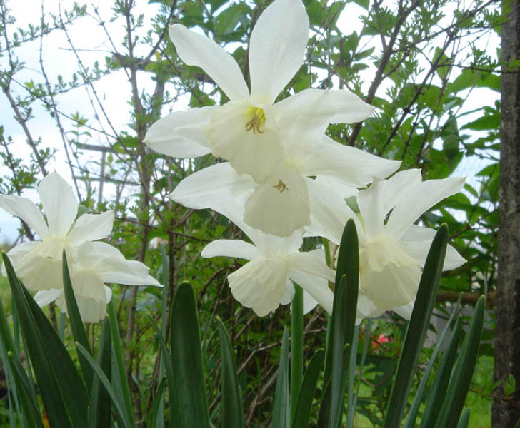 Narcissus 'Thalia' (Thalia Daffodil) (alternate view 5)