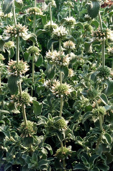 Marrubium incanum (alternate view 11)