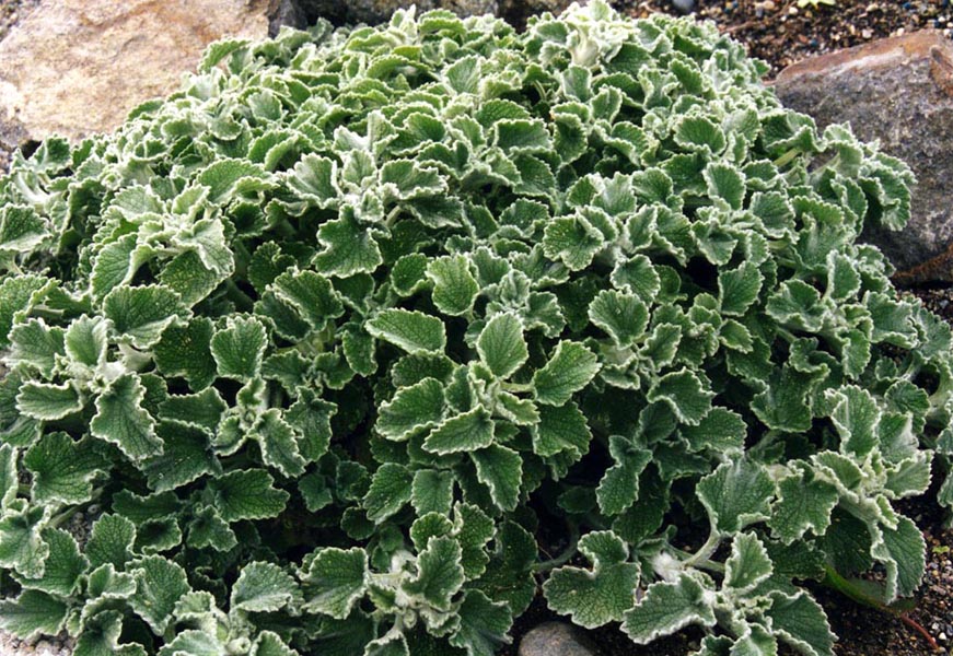 Marrubium incanum (alternate view 12)
