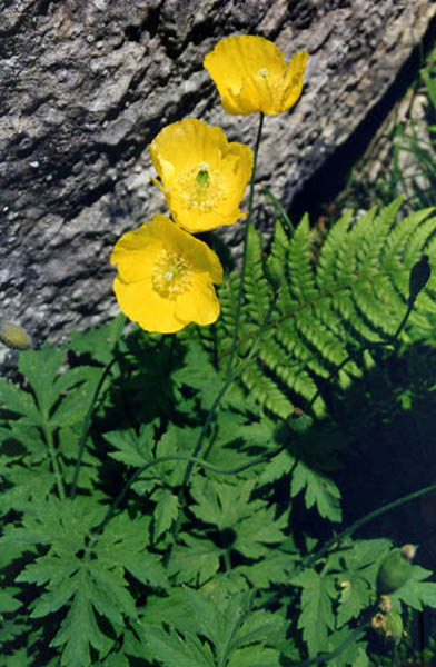 Papaver cambricum (welsh poppy) (alternate view 9)