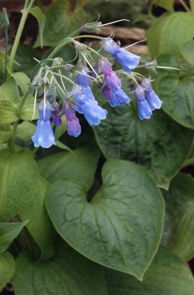 Mertensia ciliata (mountain bluebells) (alternate view 7)