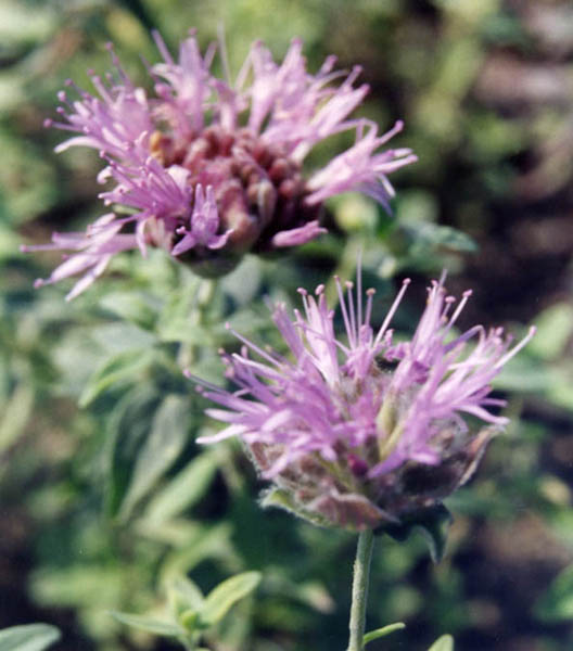 Monardella odoratissima (mountain coyote mint) (alternate view 9)