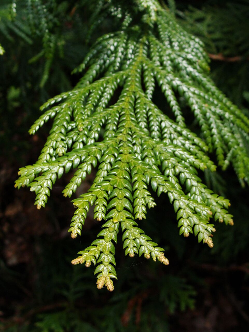 Thujopsis dolabrata (Japanese false arborvitae) (alternate view 8)
