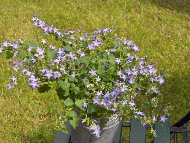 Campanula poscharskyana (Serbian Bellflower) (alternate view 6)