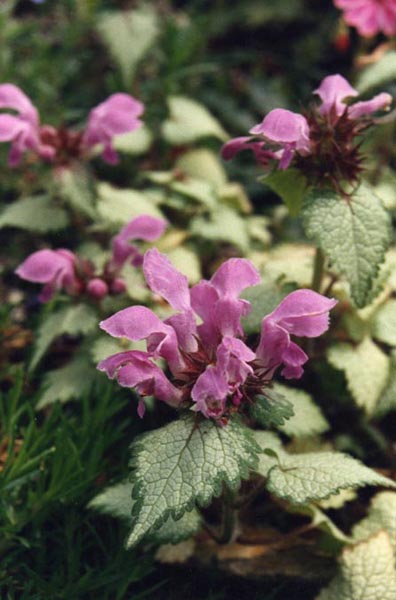 Lamium maculatum 'Beacon Silver'