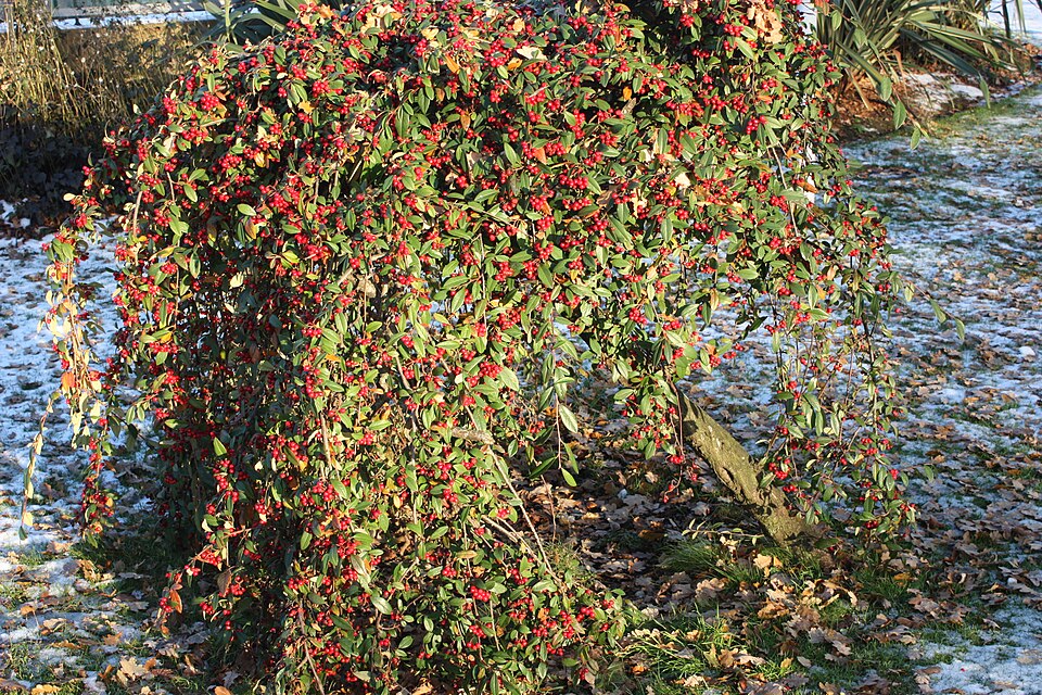 Cotoneaster (Cotoneasters) (alternate view 9)