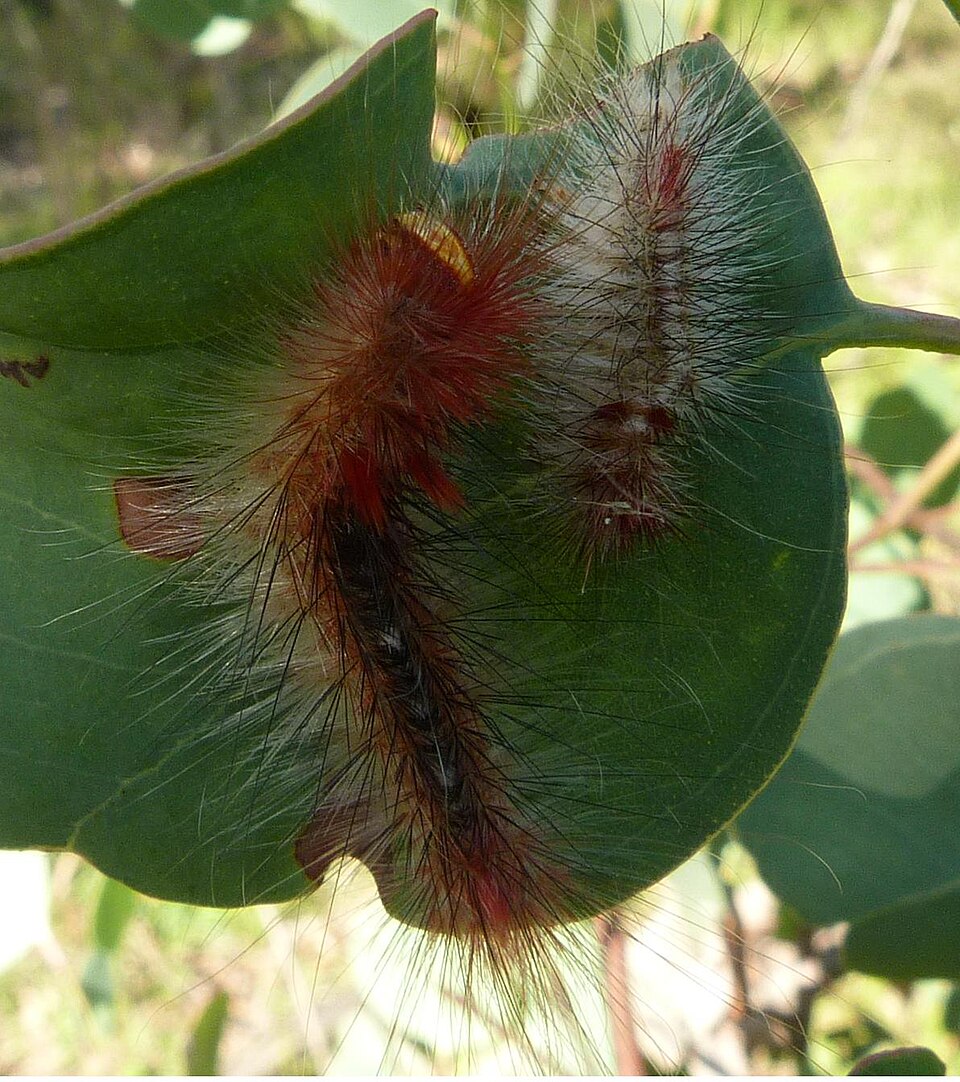 Eucalyptus polyanthemos (Silver Dollar Gum) (alternate view 6)