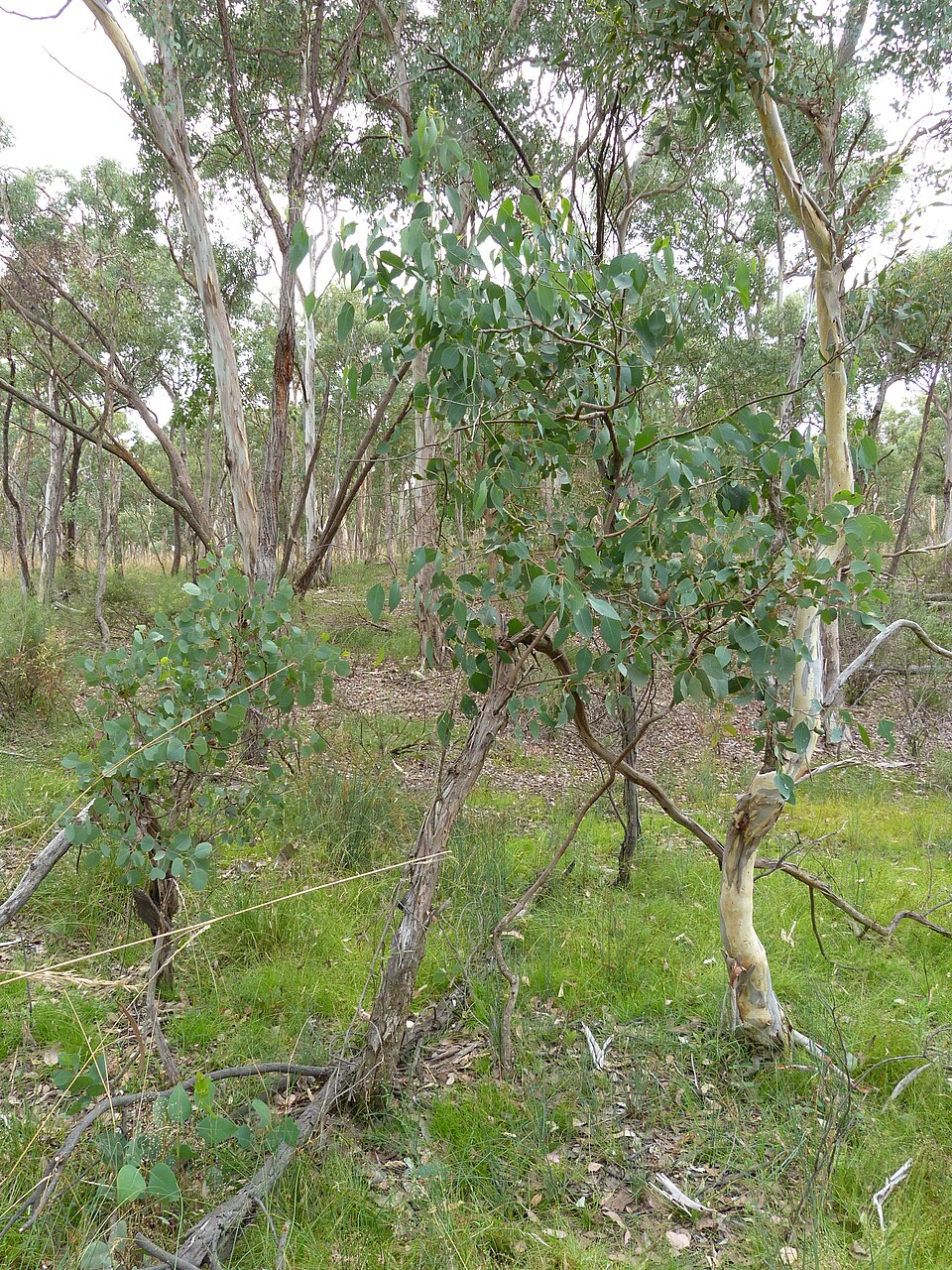 Eucalyptus polyanthemos (Silver Dollar Gum) (alternate view 7)