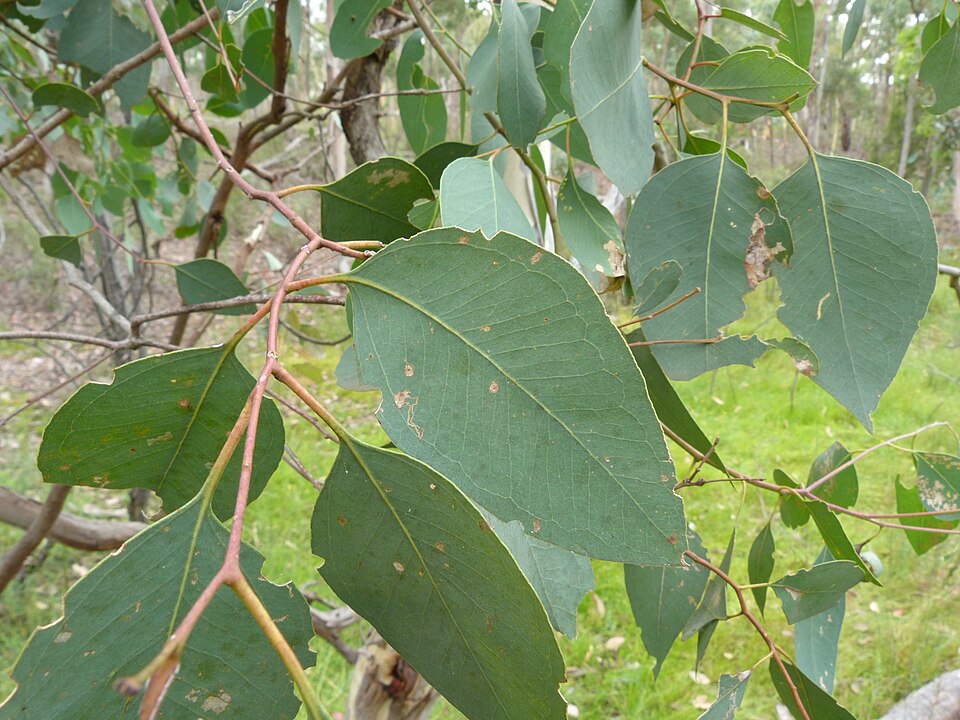 Eucalyptus polyanthemos (Silver Dollar Gum) (alternate view 8)