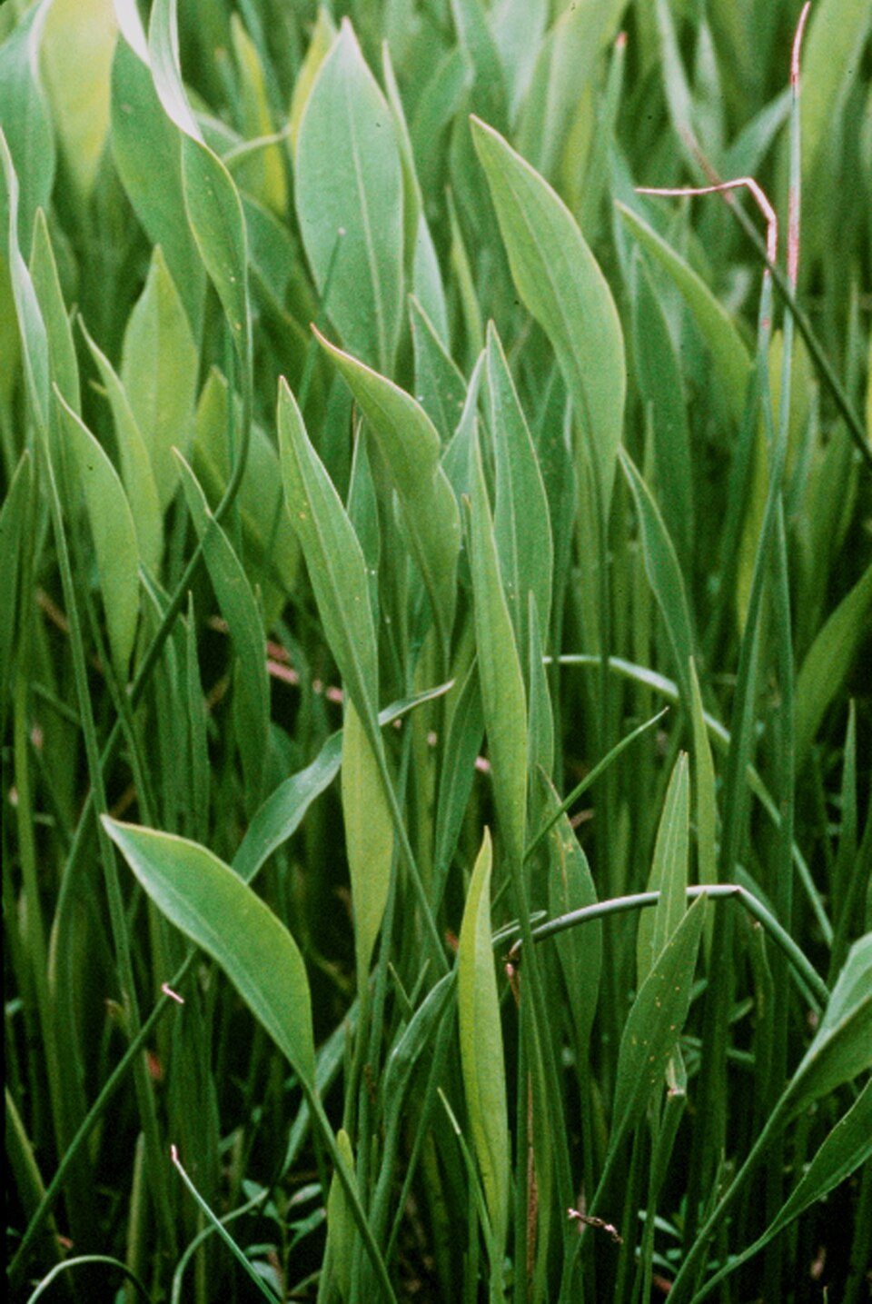 Sagittaria lancifolia (lanceleaf arrowhead) (alternate view 7)