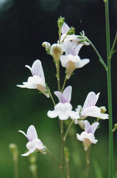 Linaria repens (Pale Toadflax) (alternate view 7)