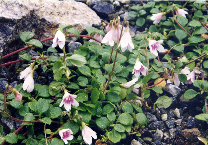 Linnaea borealis (twinflower) (alternate view 7)